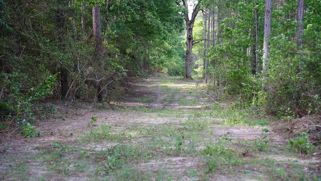 South Mississippi Hunting Paradise for Sale Amite County,MS