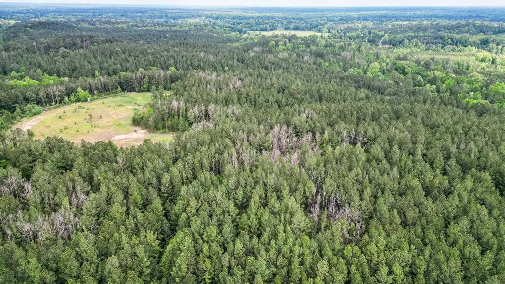 Hunting Property Homochitto Nat’l Forest Wilkinson Co MS