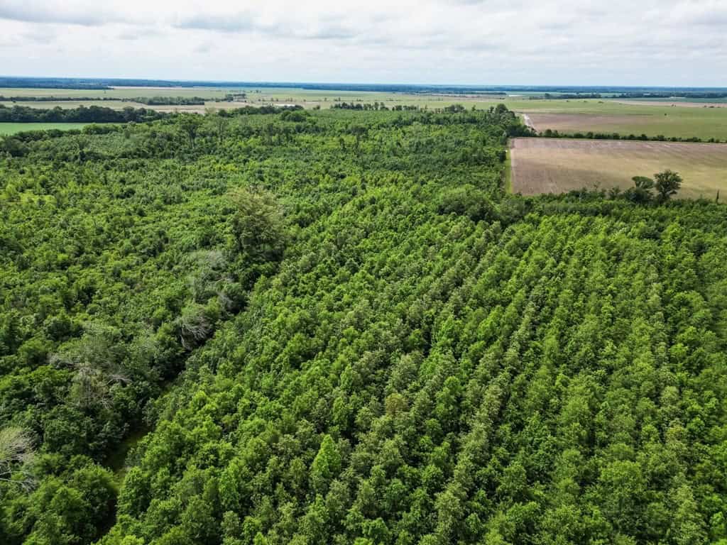 Hunting Land for Sale Morehouse Parish, LA