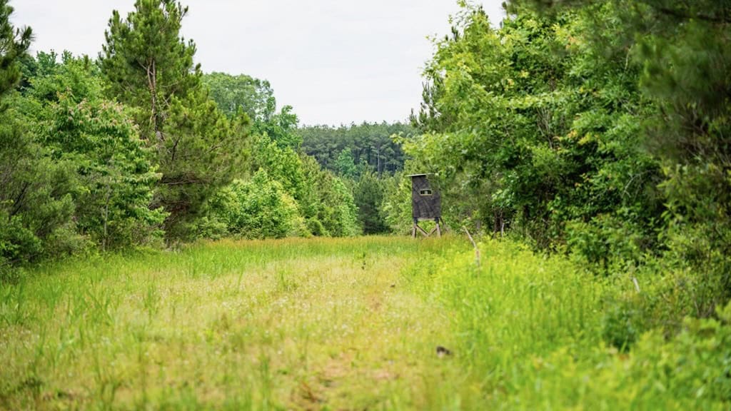 Hunting Land in Mousehouse Parish Near Bastrop, LA