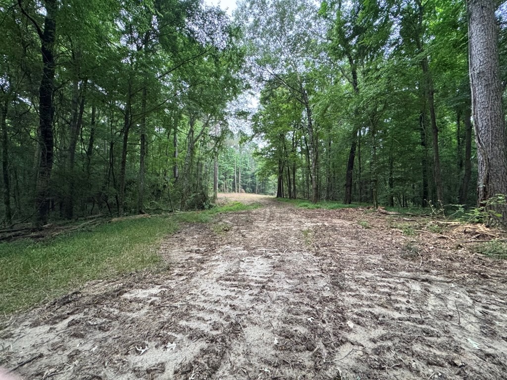 Hamburg 41: Hunting Land for Sale in Roxie, Mississippi