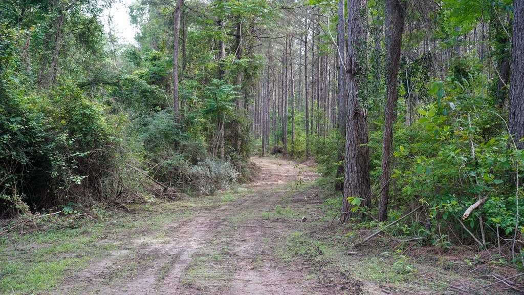 South Mississippi Hunting Paradise for Sale Amite County,MS