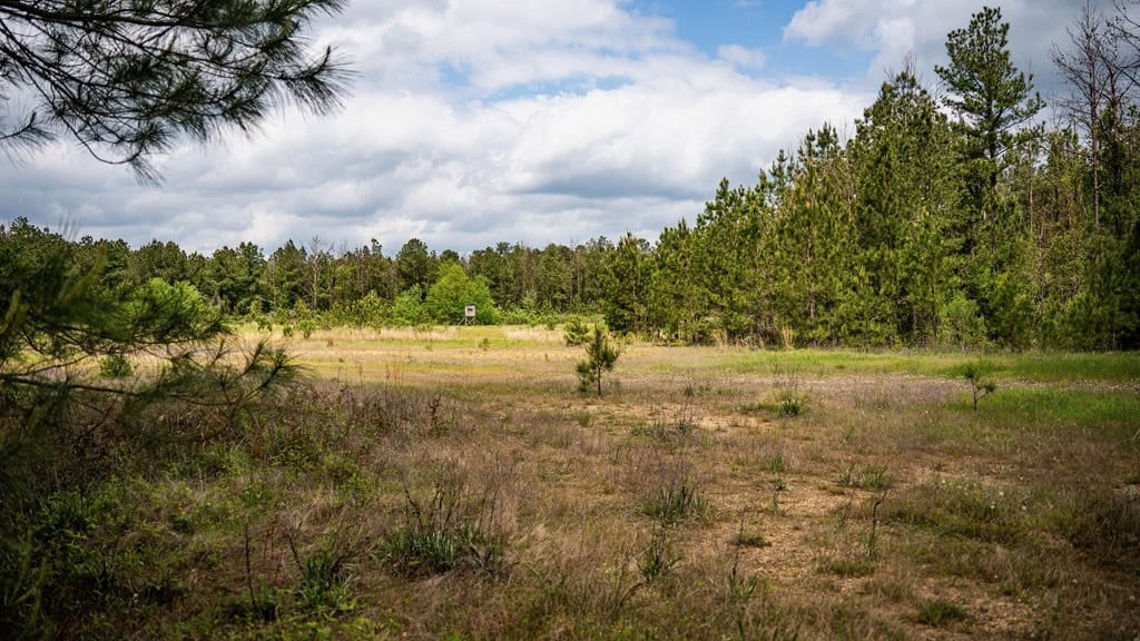 Homochitto Natl Forest Hunting Property Wilkinson Co, MS