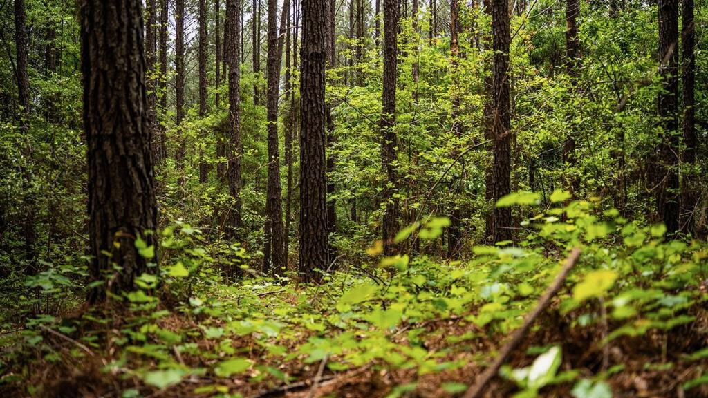 Hunting Property Homochitto Nat’l Forest Wilkinson Co MS