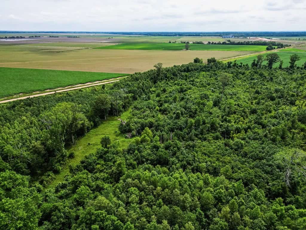 Hunting Land for Sale Morehouse Parish, LA