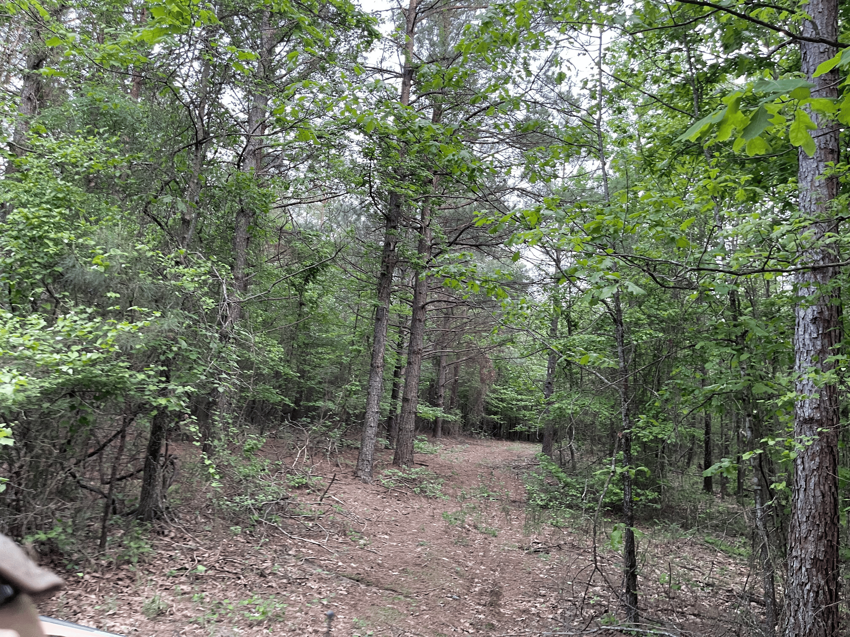 40 acres mol located just off of Wild Horse Trail in McCurtain, County, OK