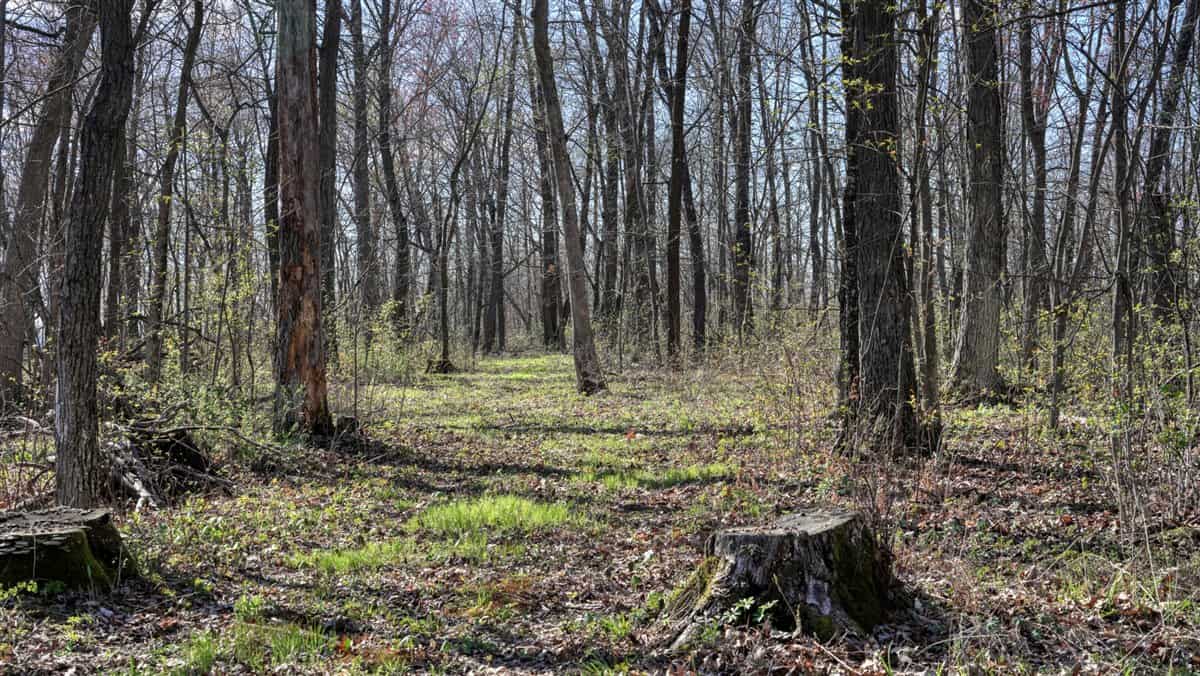 66+/- Acre Buildable Recreational Retreat – Mindoro, WI | La Crosse County