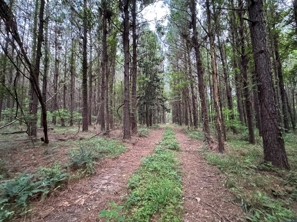 Hamburg 41: Hunting Land for Sale in Roxie, Mississippi
