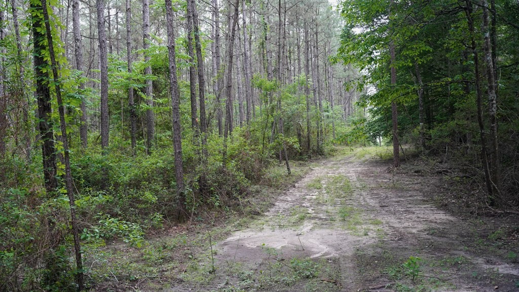 South Mississippi Hunting Paradise for Sale Amite County,MS