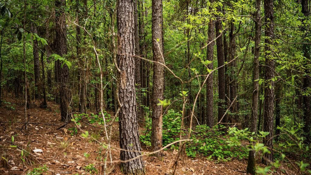 Hunting Property Homochitto Nat’l Forest Wilkinson Co MS
