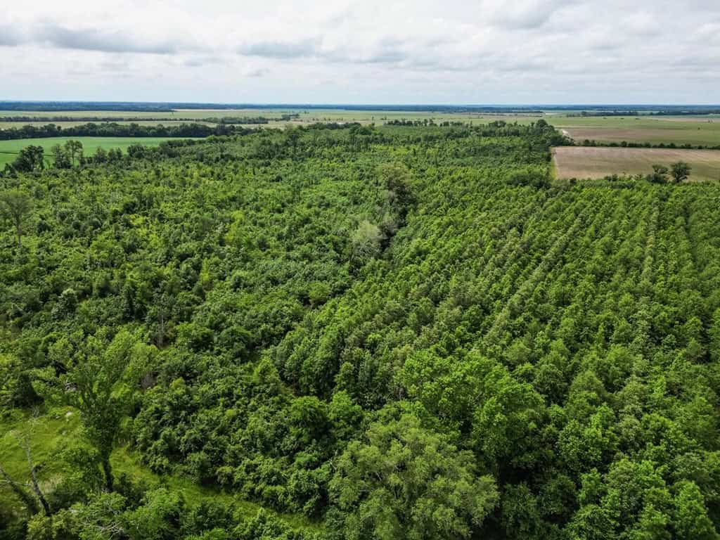 Hunting Land for Sale Morehouse Parish, LA