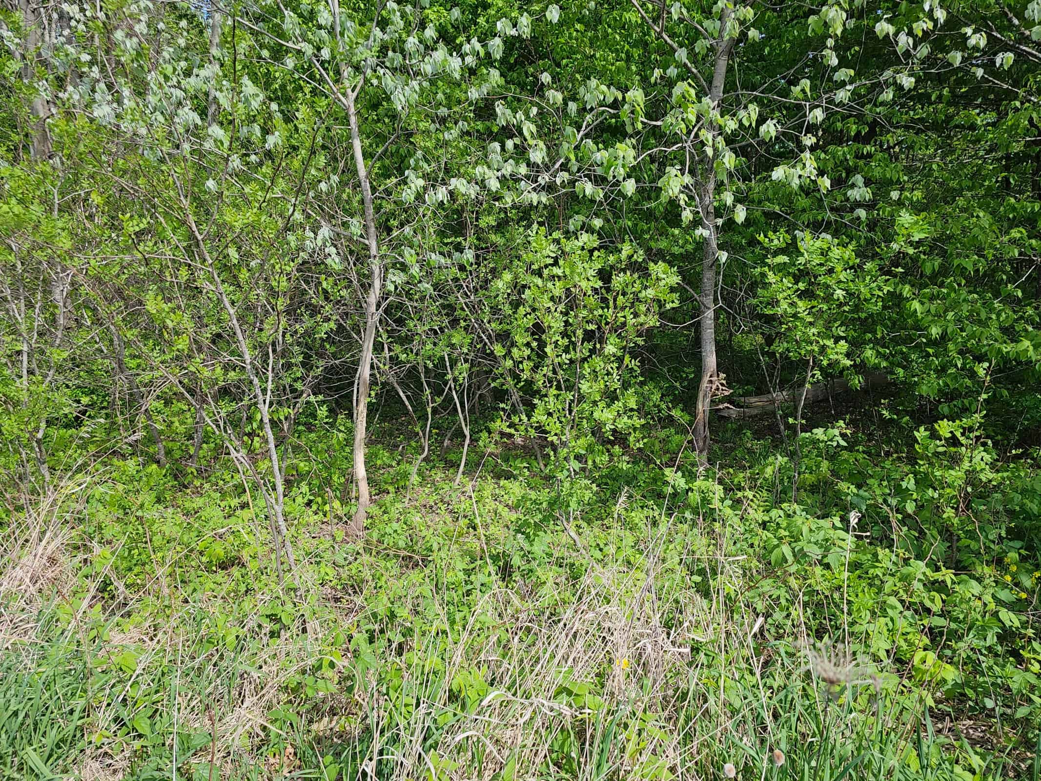 65-acre trophy whitetail and turkey hotspot