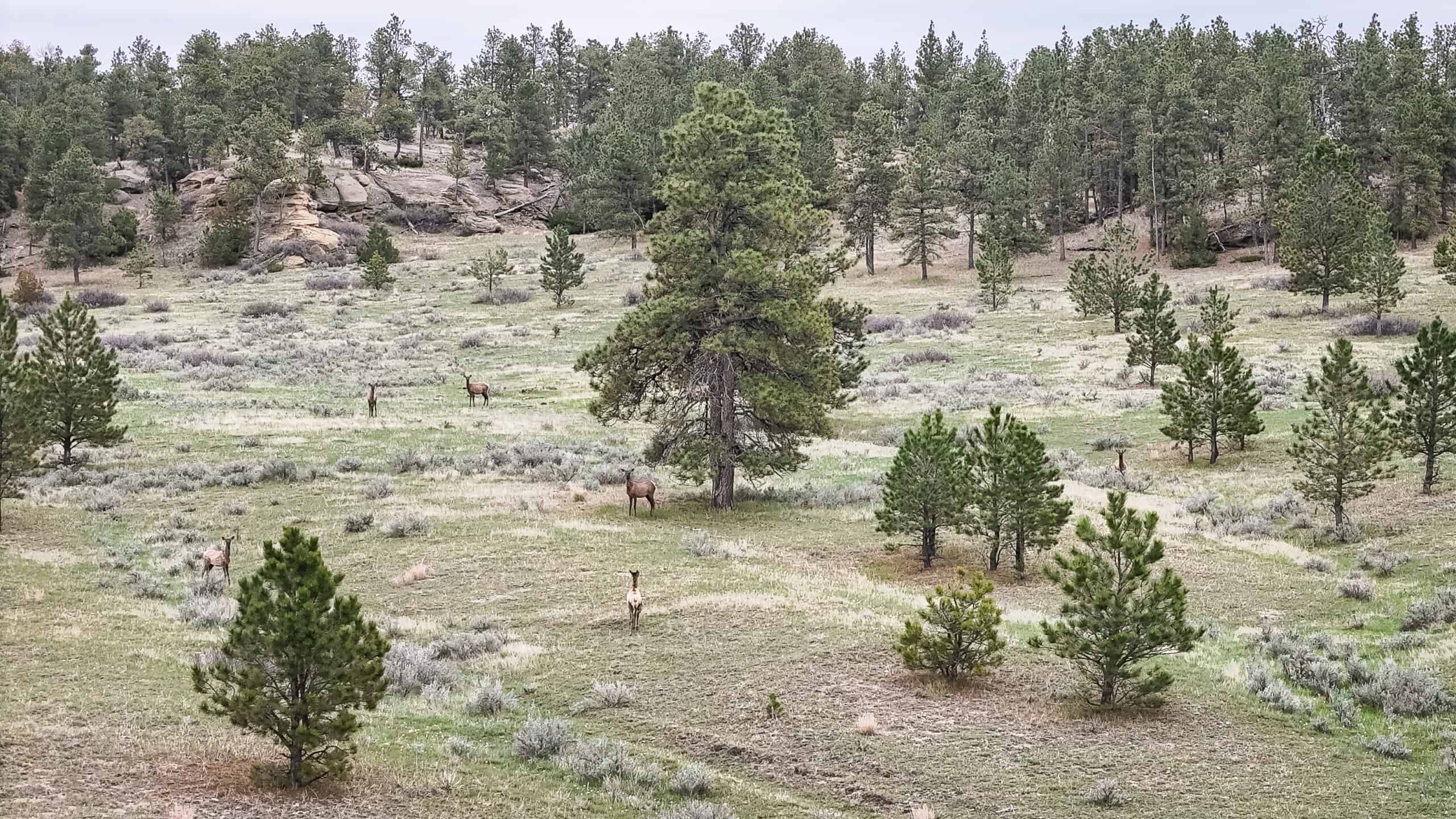 Scenic Montana Ranch with Elk, Deer & Trout Fishing