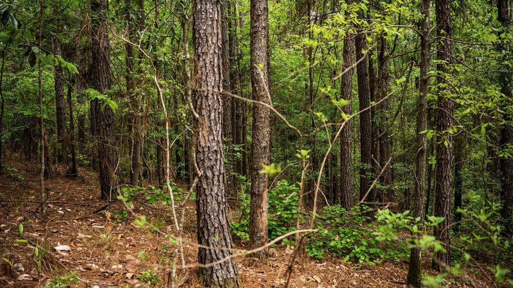 Homochitto Natl Forest Hunting Property Wilkinson Co, MS