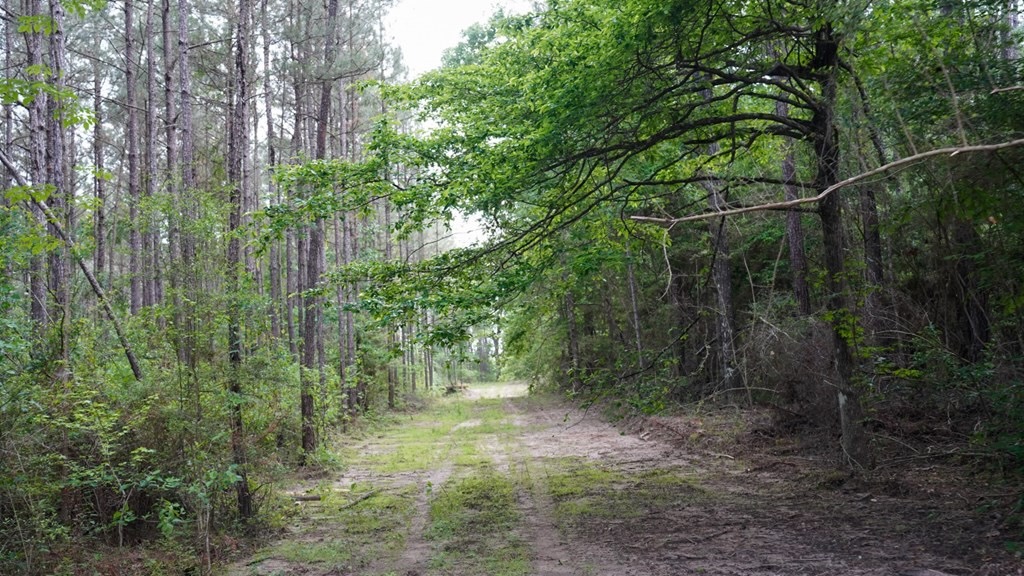 South Mississippi Hunting Paradise for Sale Amite County,MS