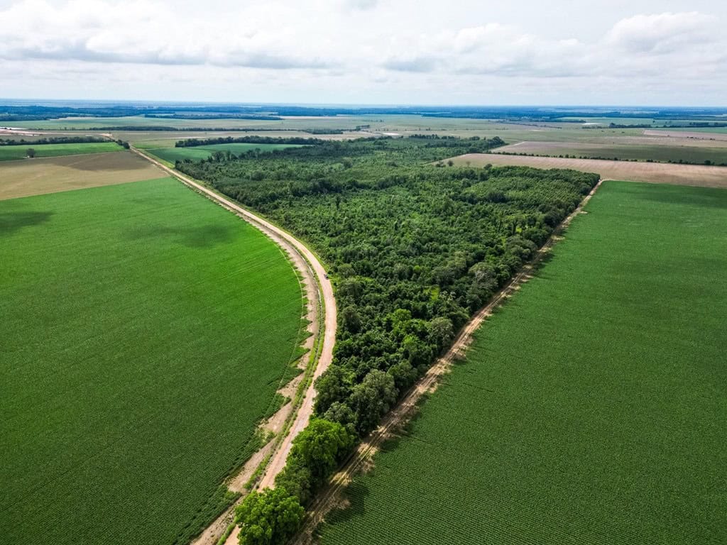 Hunting Land for Sale Morehouse Parish, LA