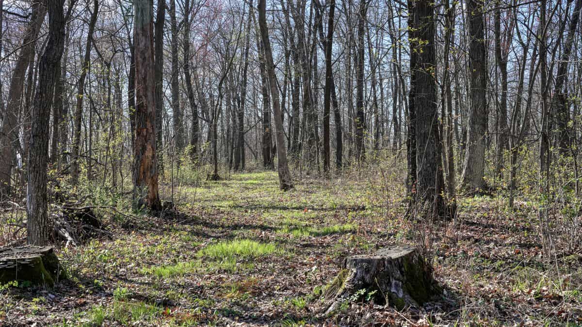 Premium 32+/- Acre Parcel in La Crosse County WI