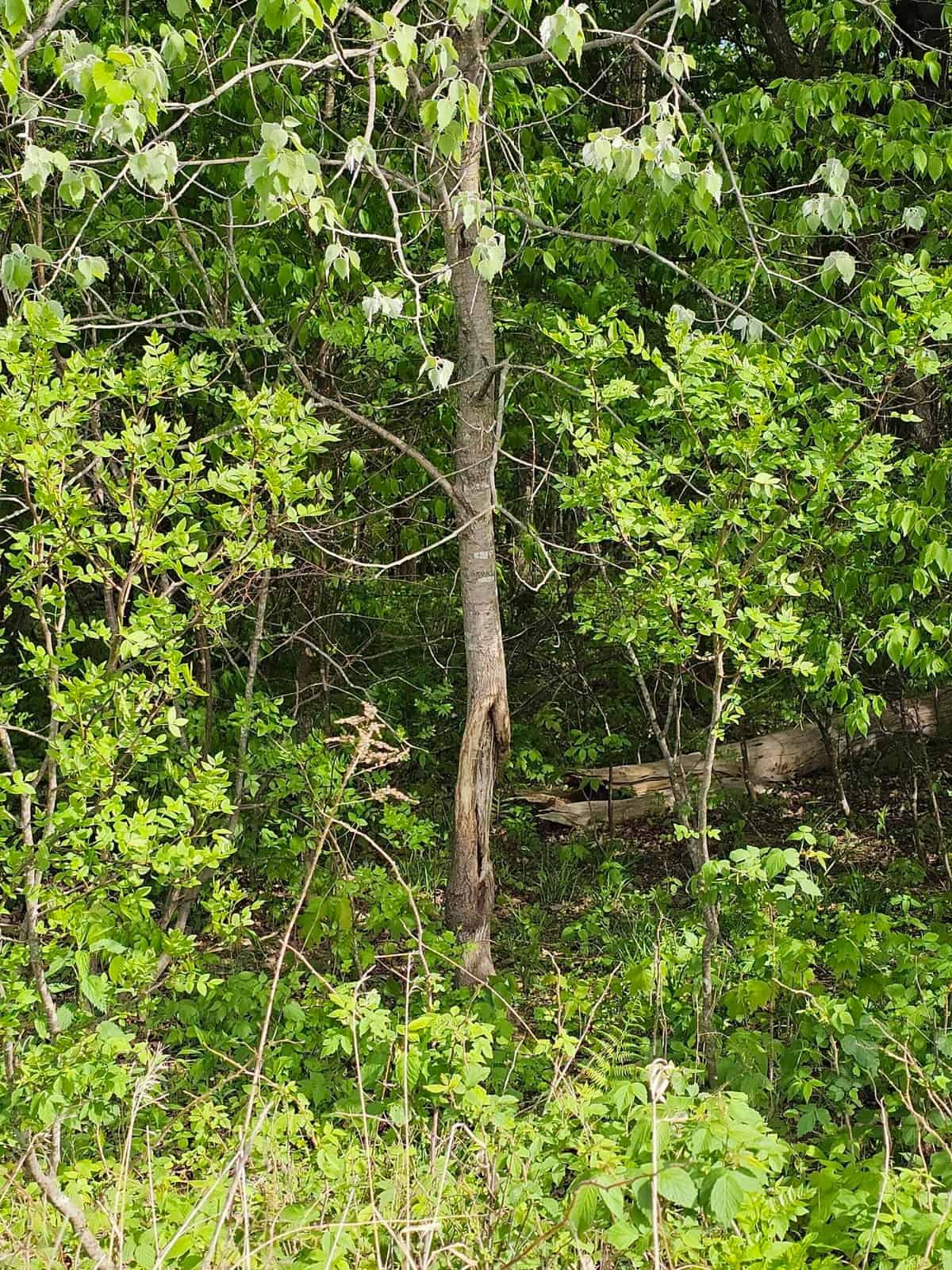65-acre trophy whitetail and turkey hotspot