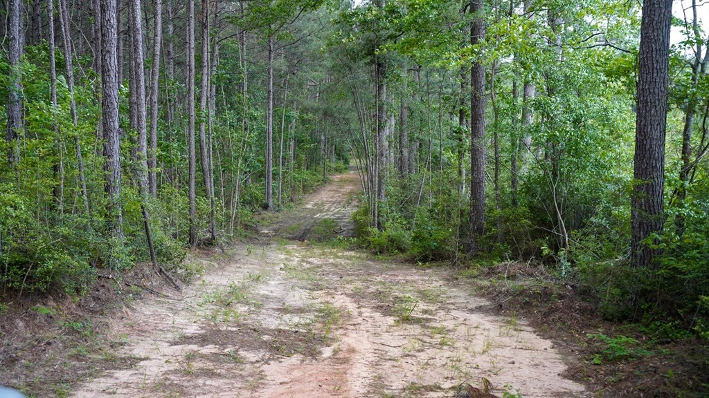 South Mississippi Hunting Paradise for Sale Amite County,MS