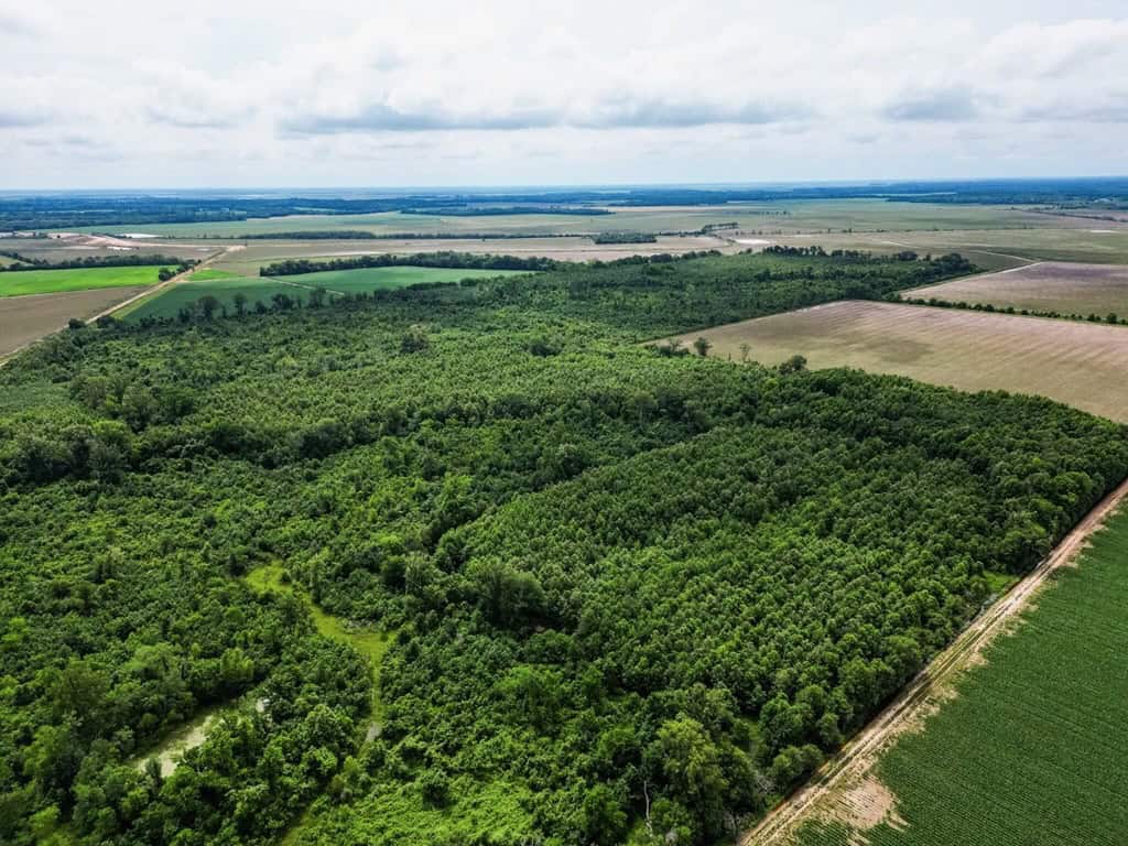Hunting Land for Sale Morehouse Parish, LA