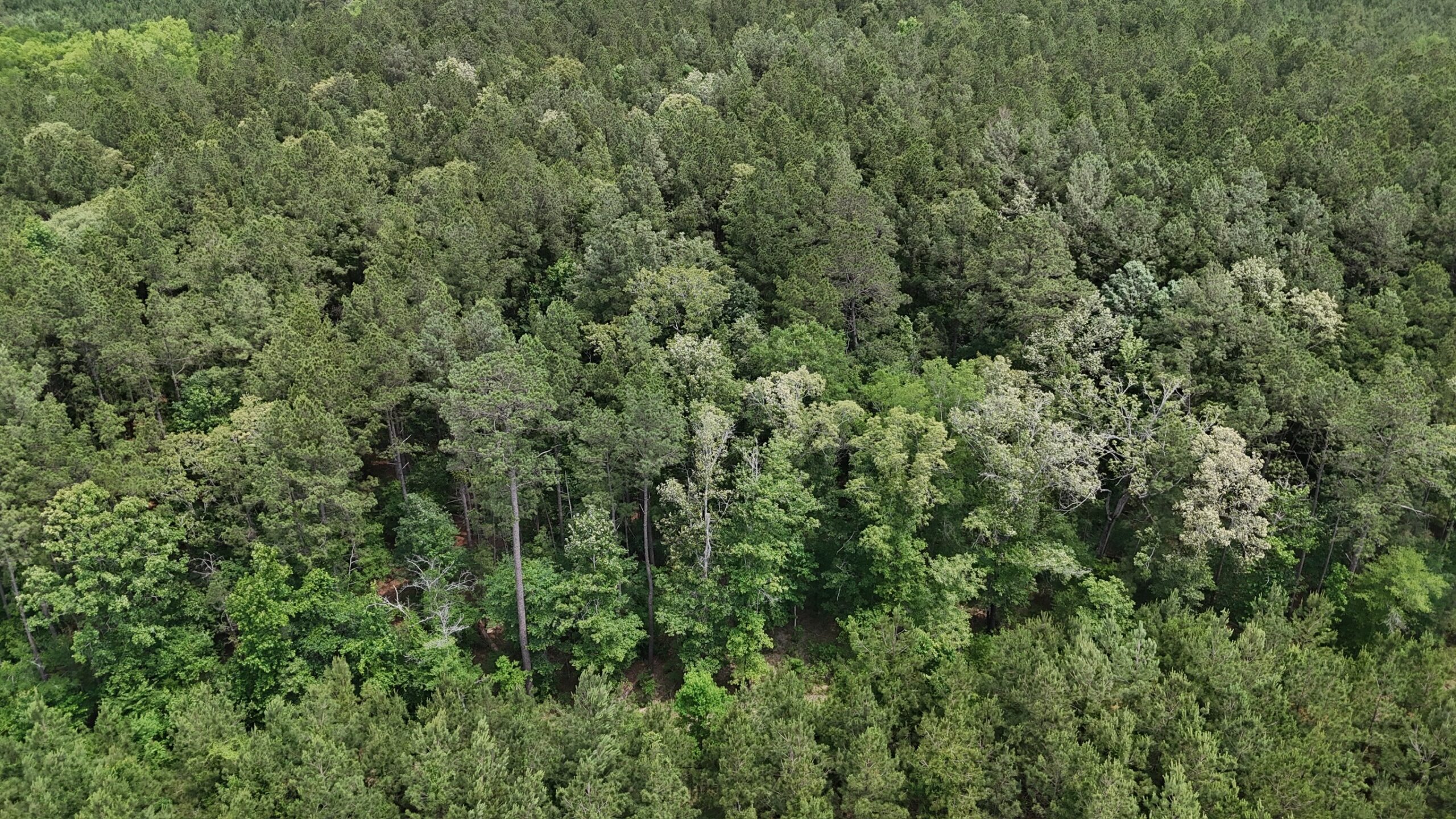 70 Acre Hunting Property with Camp Spot and Utilities