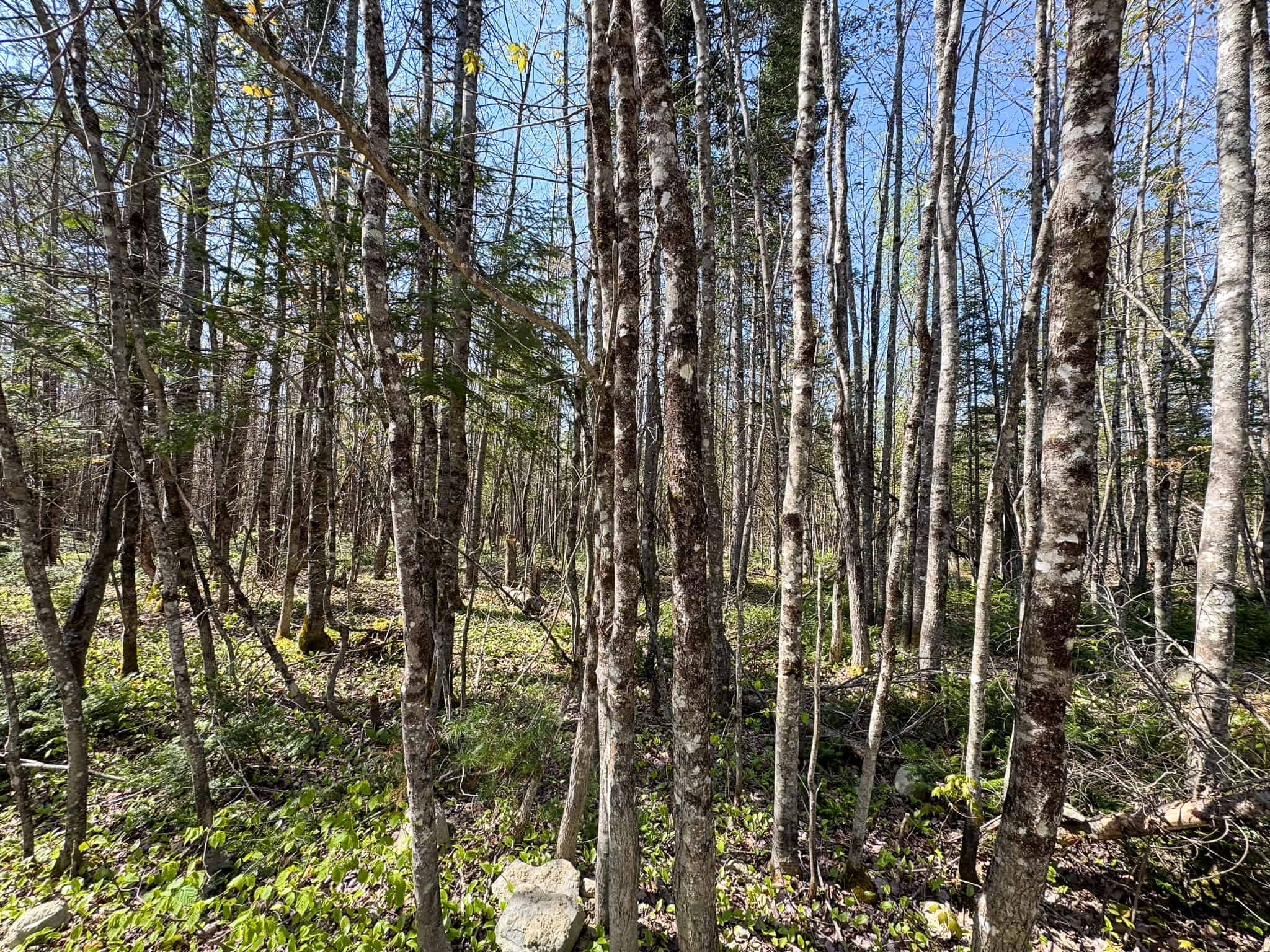 Escape to the Maine Woods – Off-Grid Getaway Cabin on 26± Acres