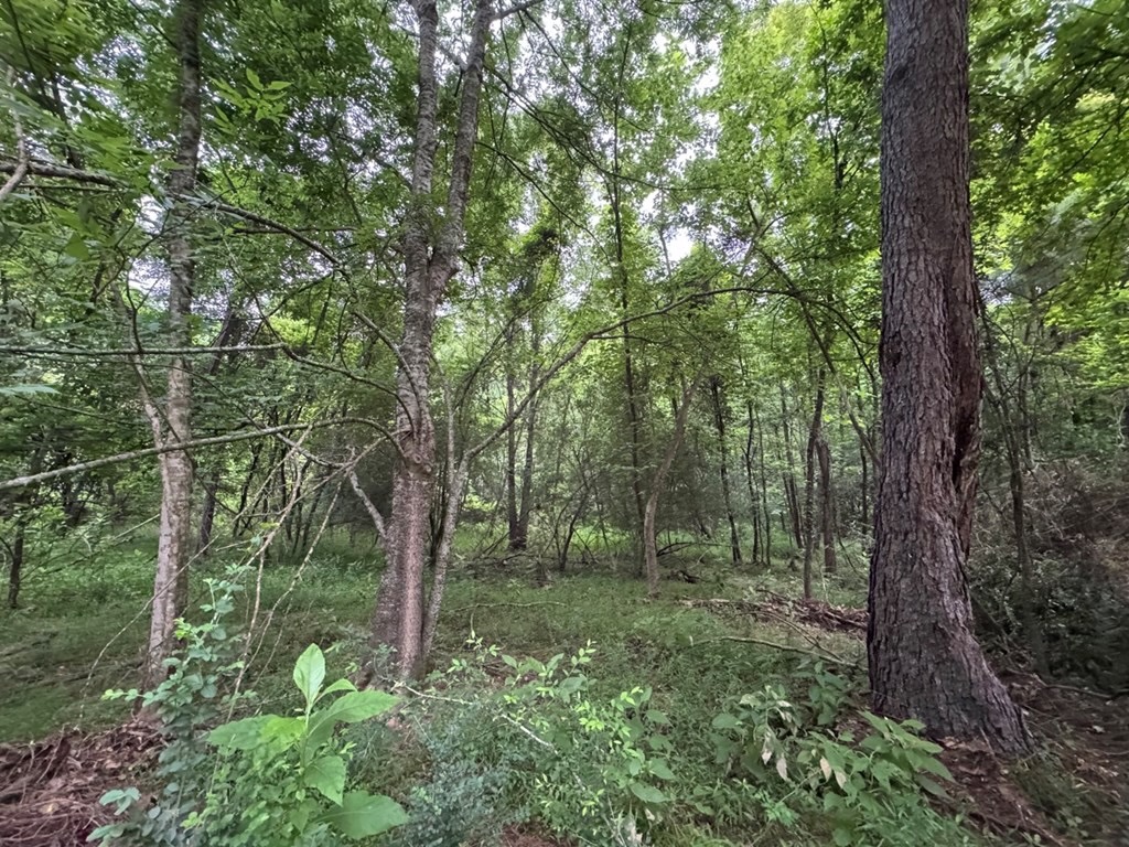 Hamburg 41: Hunting Land for Sale in Roxie, Mississippi