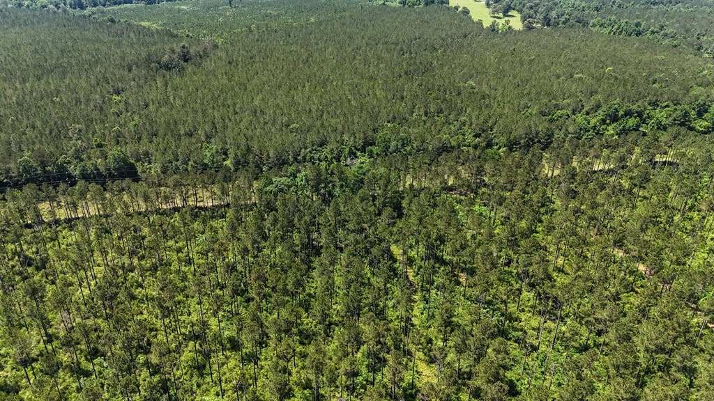 Turnkey Pike County, MS 70 Acres Hunting Property