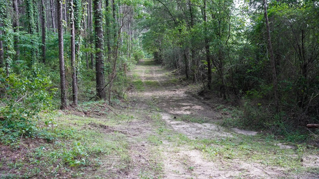 South Mississippi Hunting Paradise for Sale Amite County,MS