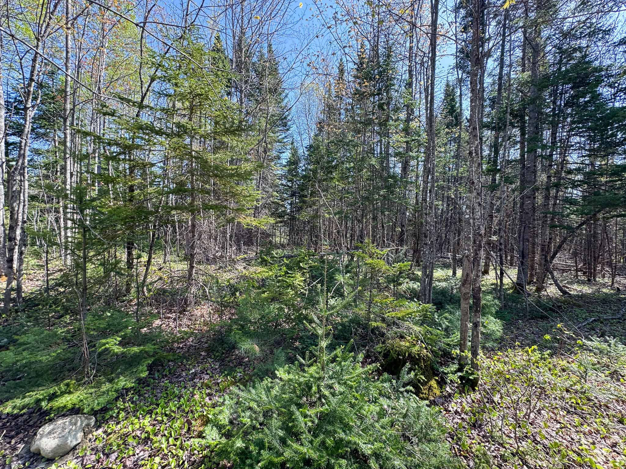 Escape to the Maine Woods – Off-Grid Getaway Cabin on 26± Acres