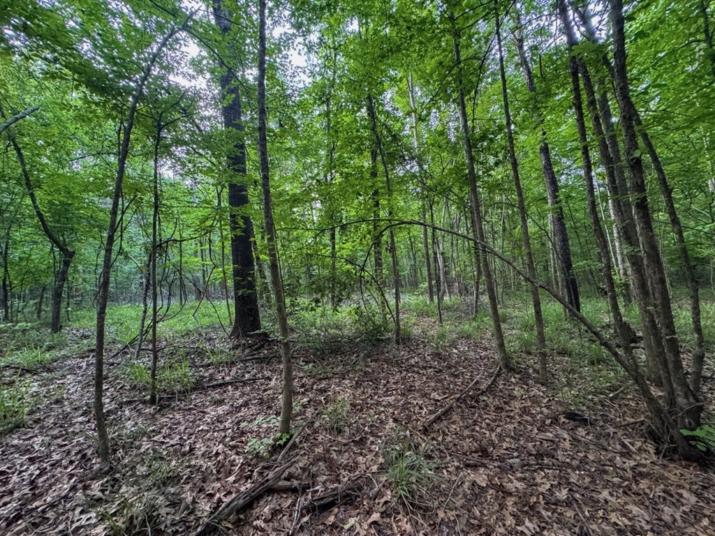 51 Acres of Hunting Land for Sale in Roxie, Mississippi