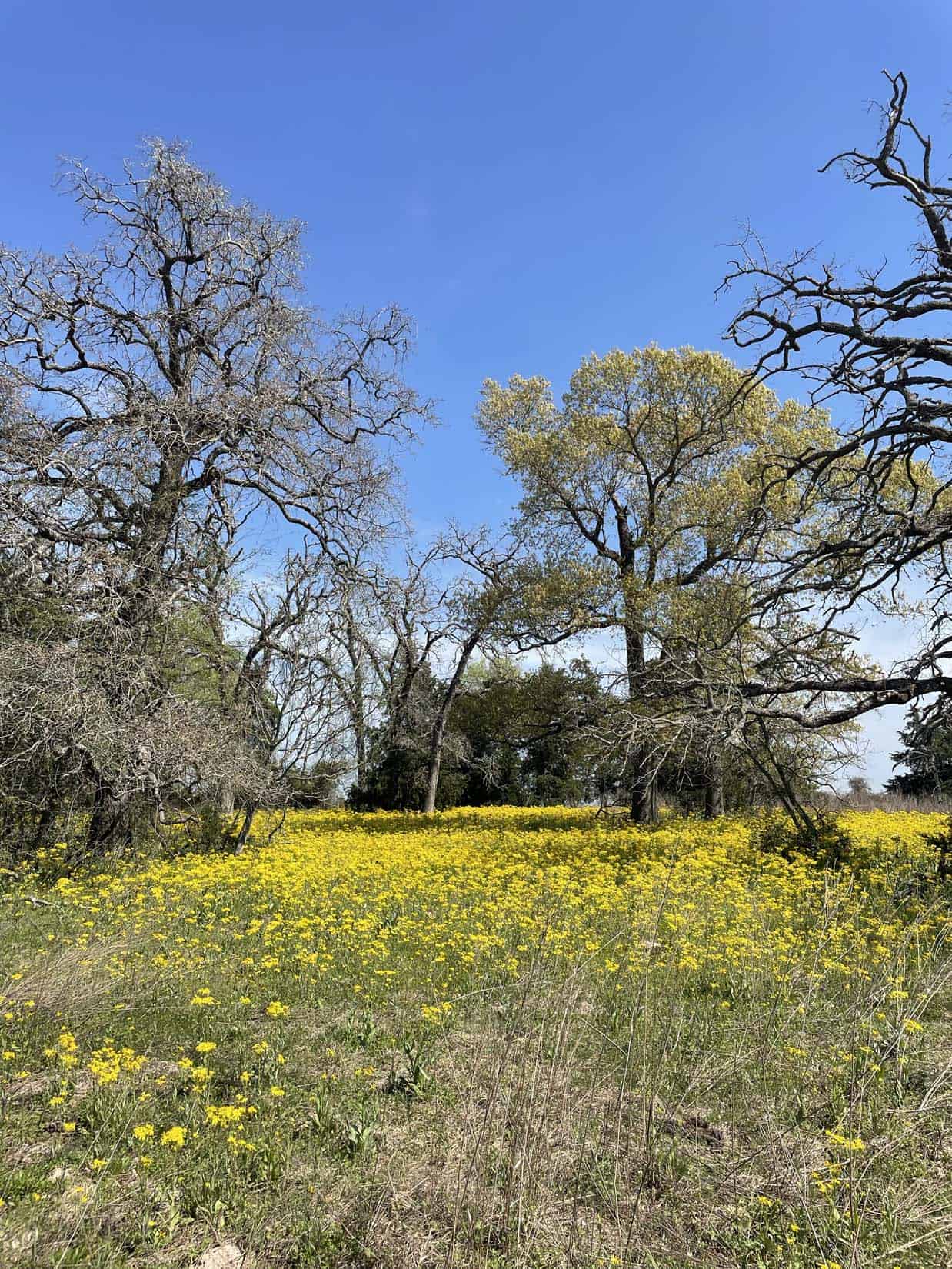 Recreational Ranch North of Houston near Grapeland TX