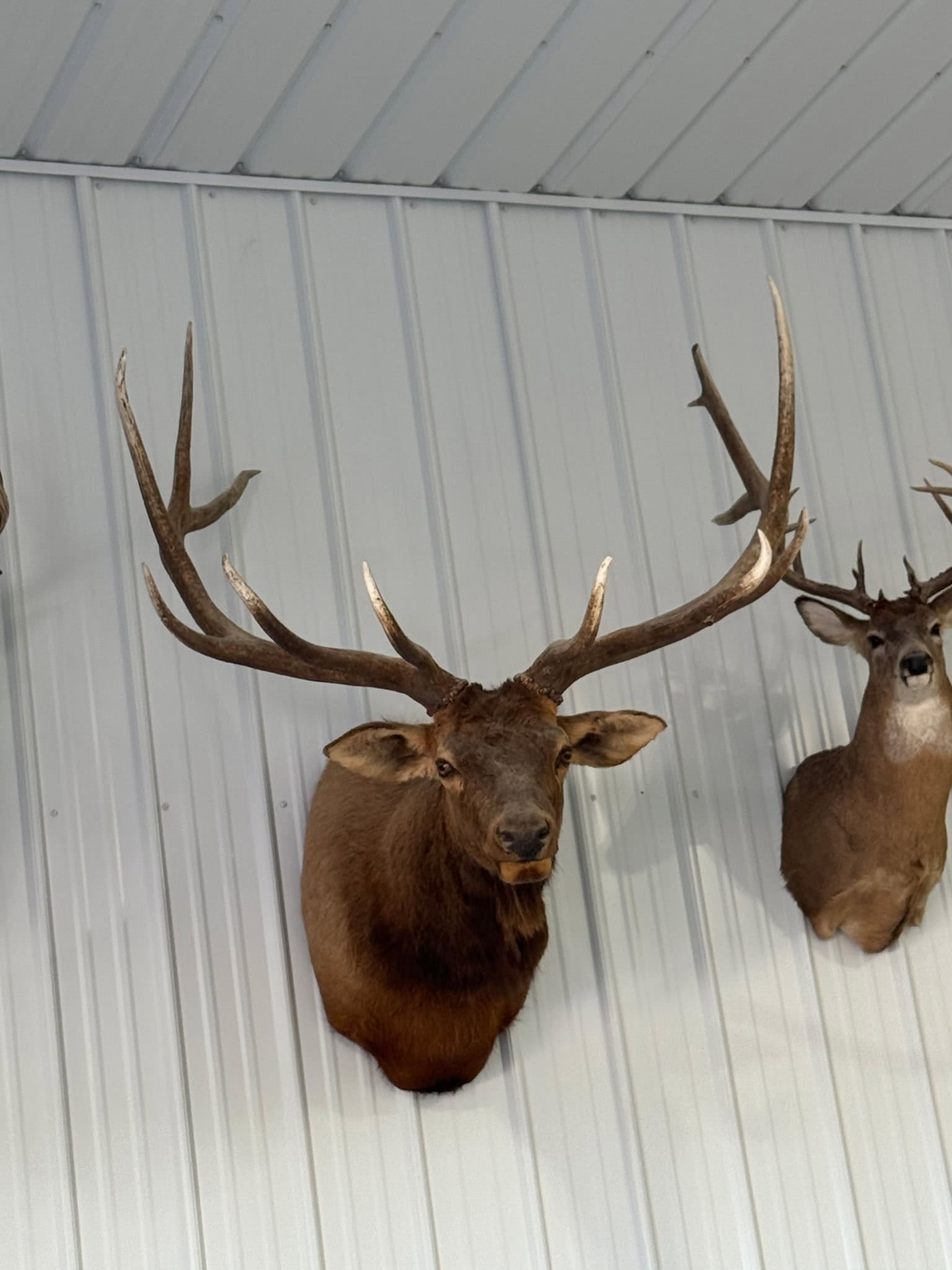 Scenic Montana Ranch with Elk, Deer & Trout Fishing
