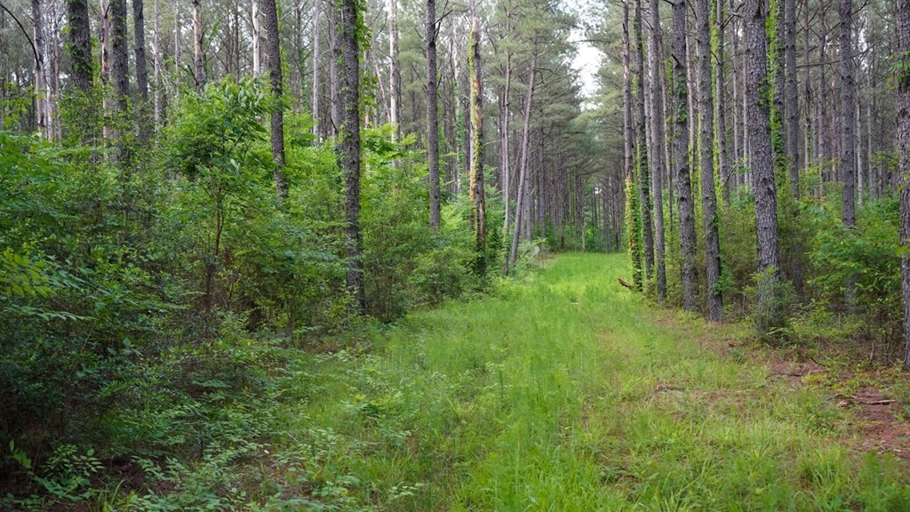 South Mississippi Hunting Paradise for Sale Amite County,MS