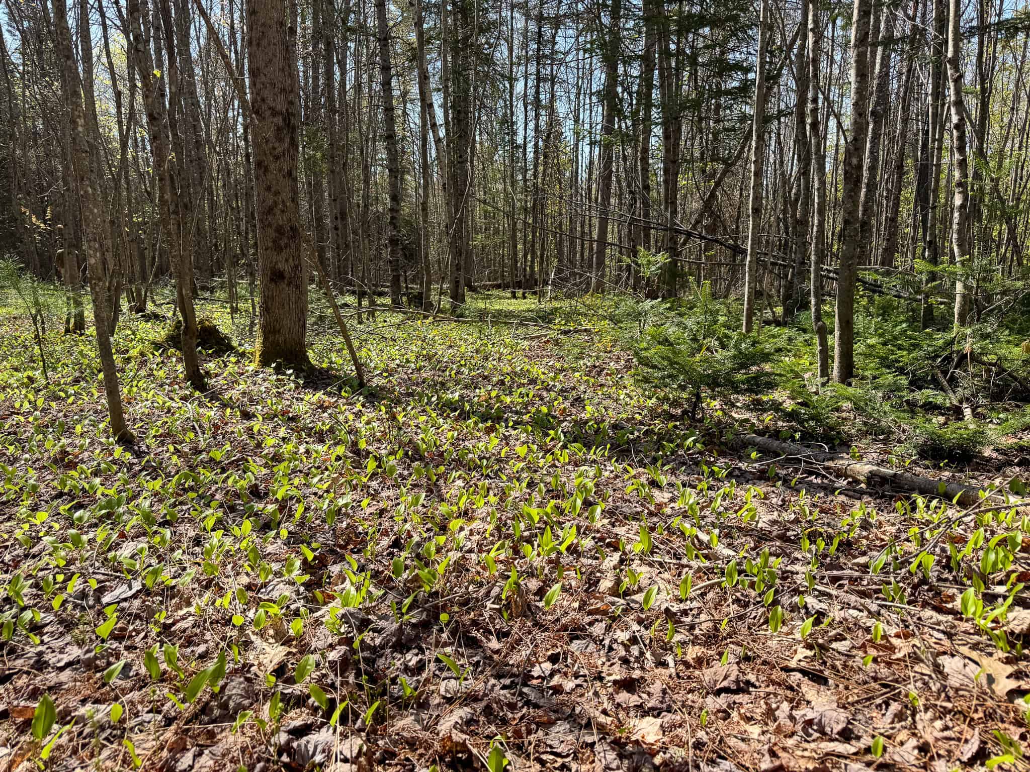 Escape to the Maine Woods – Off-Grid Getaway Cabin on 26± Acres