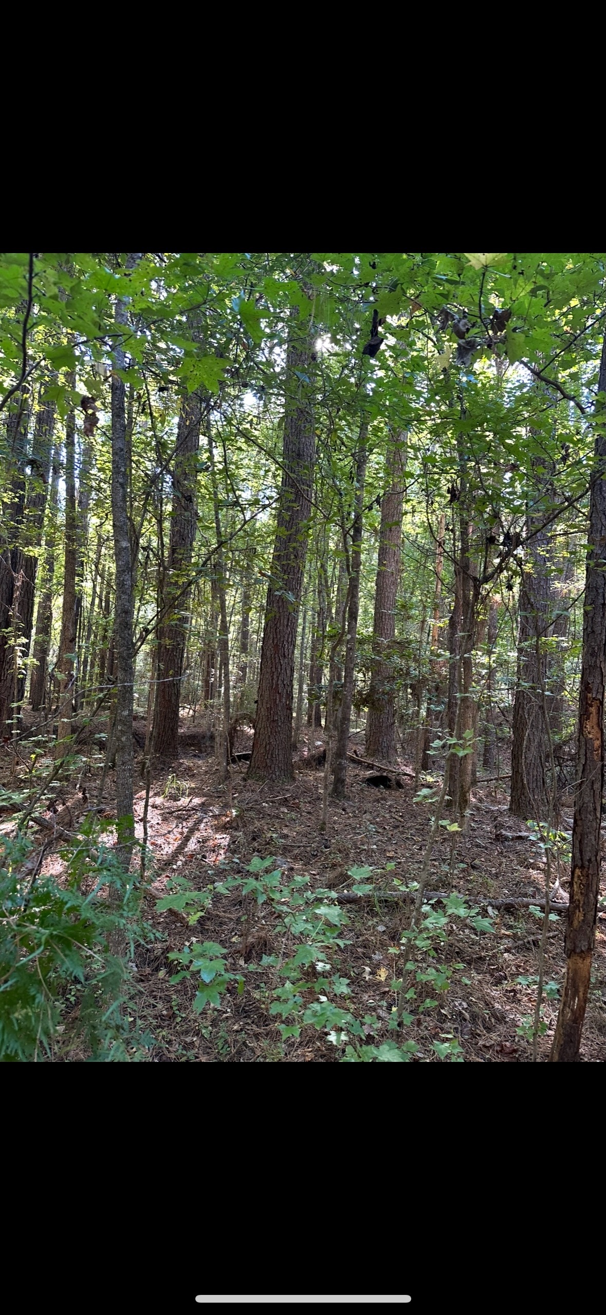 70 Acre Hunting Property with Camp Spot and Utilities