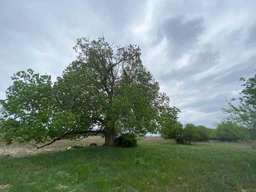 51.01 Acres for Sale in Gatesville, TX – Gated Entrance, Pond, and Stunning Views