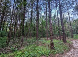 Secluded Land for Sale in Roxie – MS Hamburg Community Lot