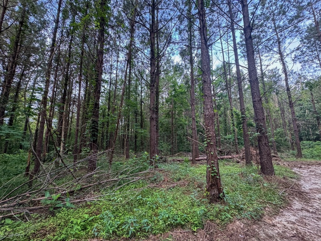 Secluded Land for Sale in Roxie – MS Hamburg Community Lot