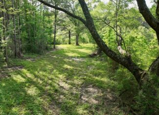 South Mississippi Hunting Paradise for Sale Amite County,MS
