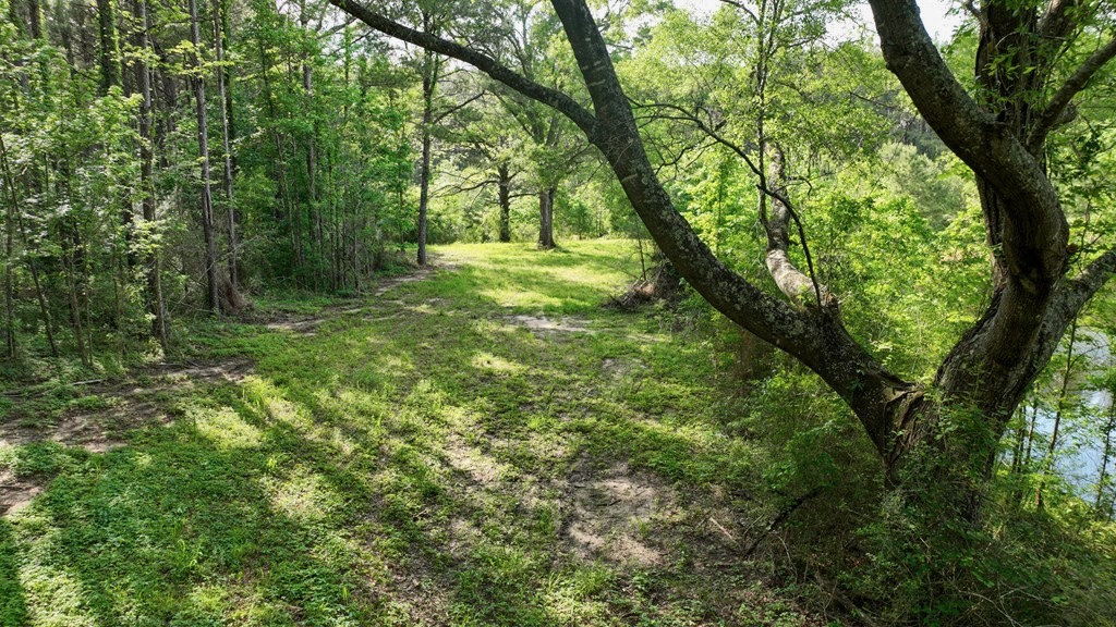 South Mississippi Hunting Paradise for Sale Amite County,MS