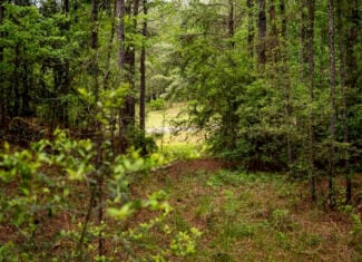 Hunting Property Homochitto Nat’l Forest Wilkinson Co MS