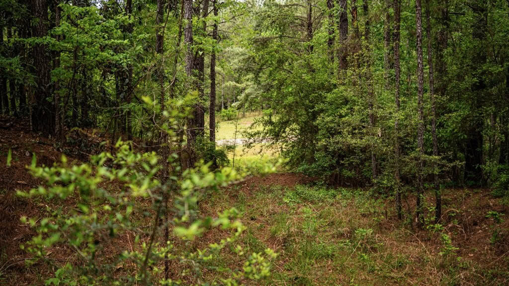 Hunting Property Homochitto Nat’l Forest Wilkinson Co MS