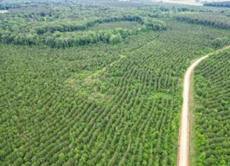 Hunting Land in Mousehouse Parish Near Bastrop, LA