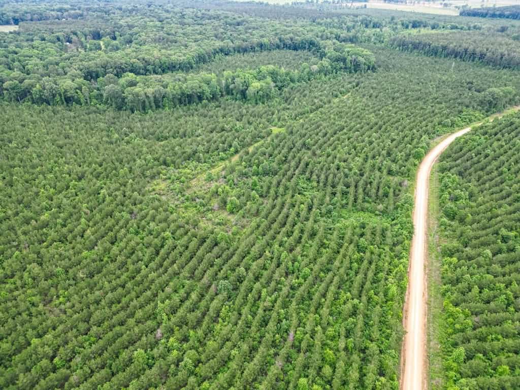 Hunting Land in Mousehouse Parish Near Bastrop, LA