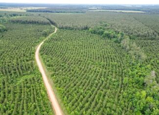 Hunting Land in Mousehouse Parish Near Bastrop, LA