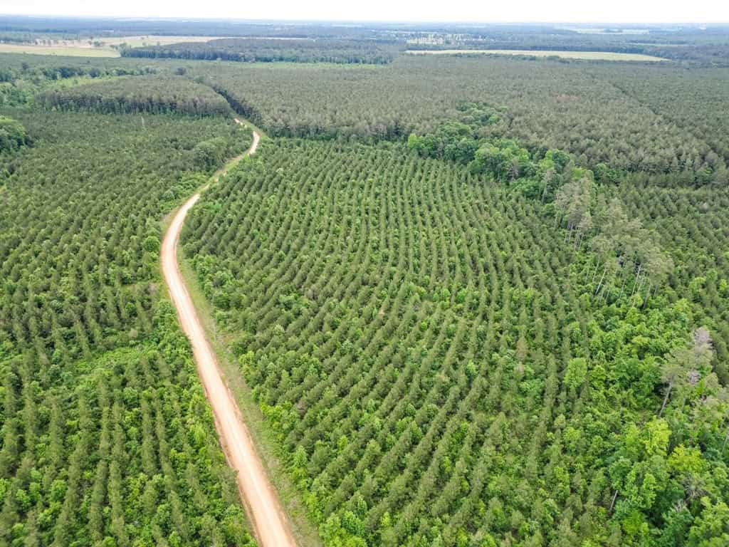 Hunting Land in Mousehouse Parish Near Bastrop, LA