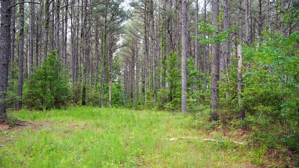 South Mississippi Hunting Paradise for Sale Amite County,MS