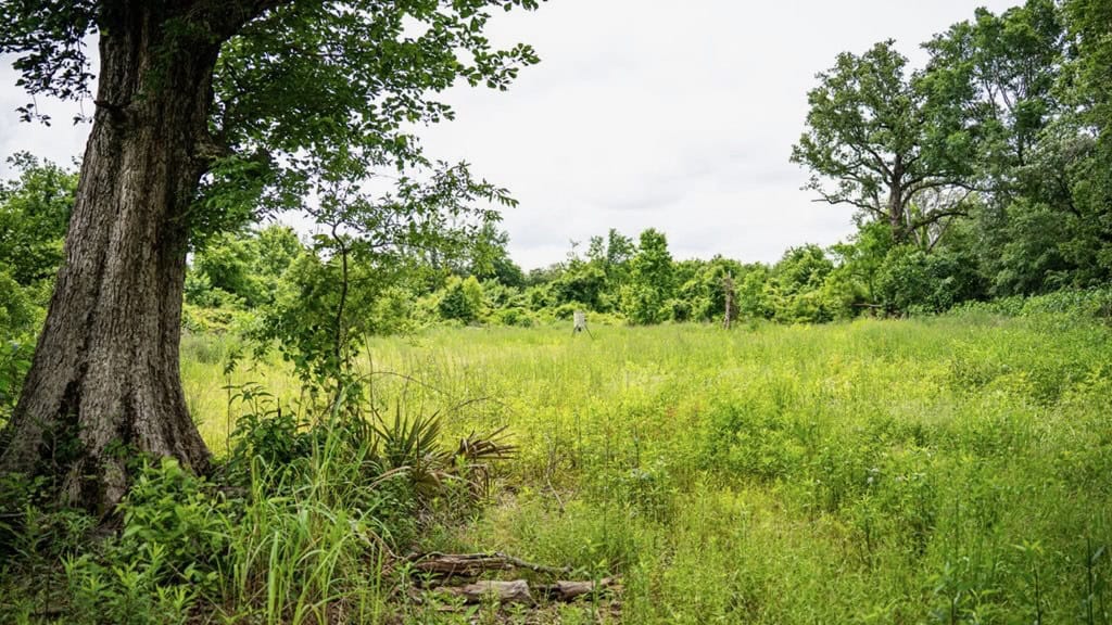 Hunting Land for Sale Morehouse Parish, LA