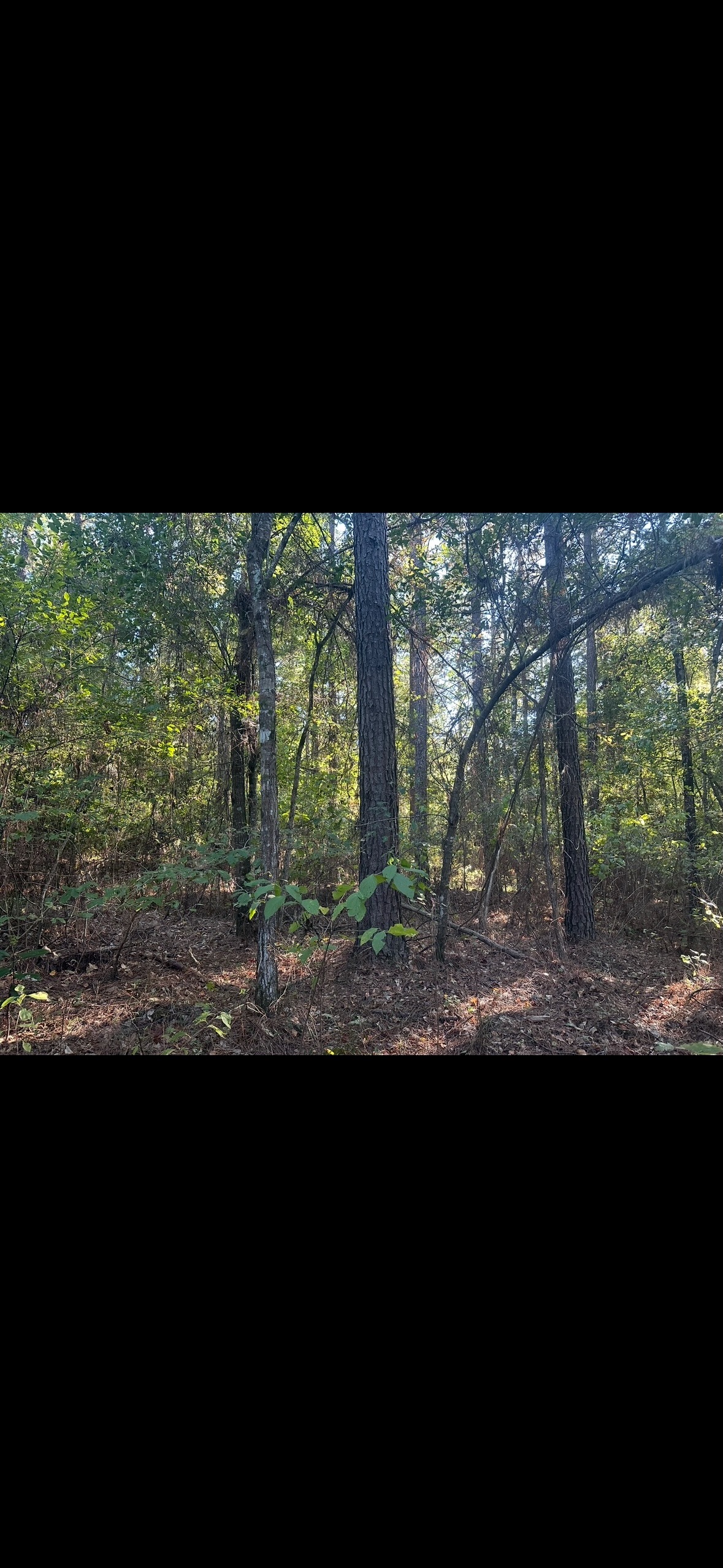 70 Acre Hunting Property with Camp Spot and Utilities